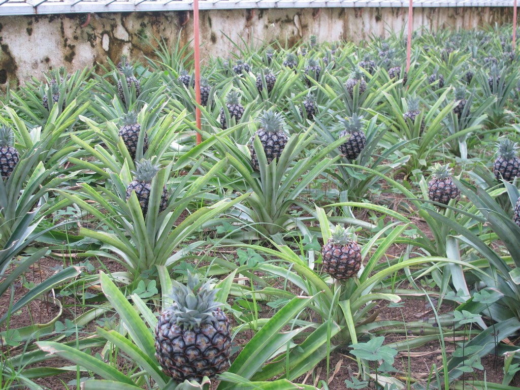 pineapple farm tour azores